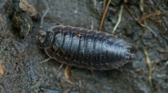 Čo môže byť nebezpečné wets?